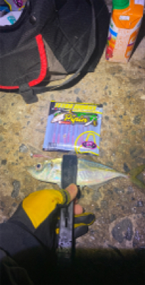 アジ釣れますねぇ〜