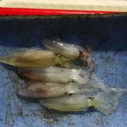 アジング練習 234