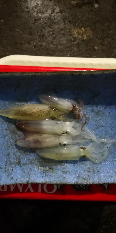 アジング練習 234