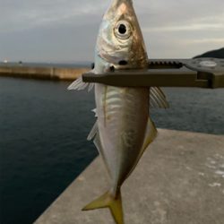 カワハギ狙いのはずが…