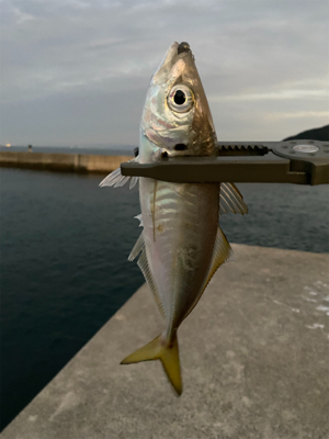 カワハギ狙いのはずが…