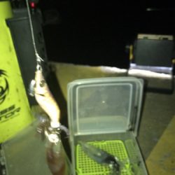 やっぱり厳しいヒイカ釣り(＞＜)