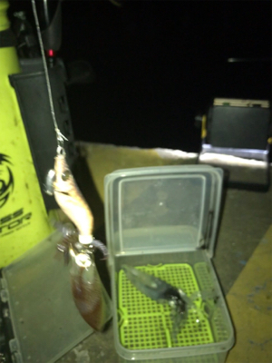 やっぱり厳しいヒイカ釣り(＞＜)