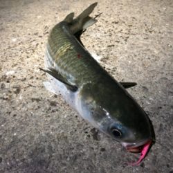 アジングにかかった大物