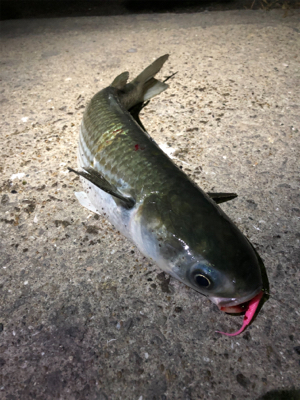 アジングにかかった大物