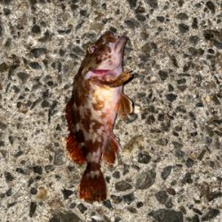 風がビュービューの日のアジング