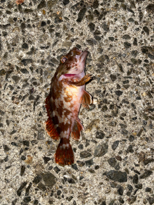 風がビュービューの日のアジング