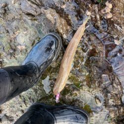 もう真冬なのに夏の魚をゲット!