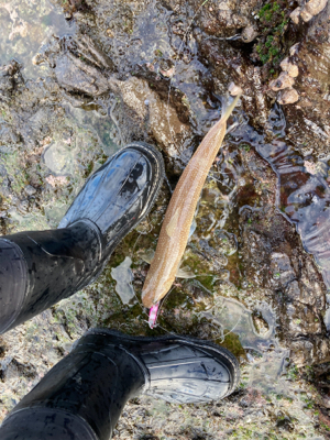 もう真冬なのに夏の魚をゲット!