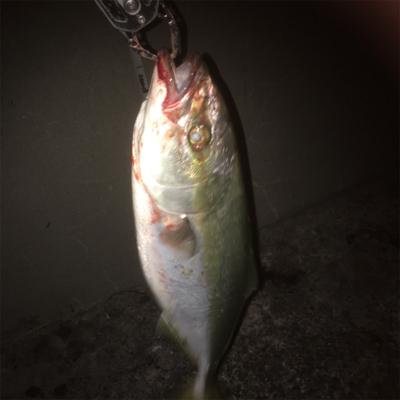 やっと一本釣れました!