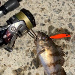 激シブメバリング