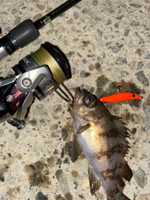 激シブメバリング