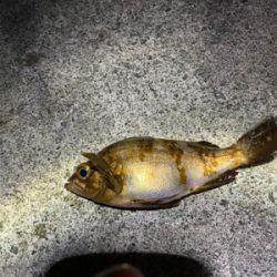 冬メバル&ガシラ