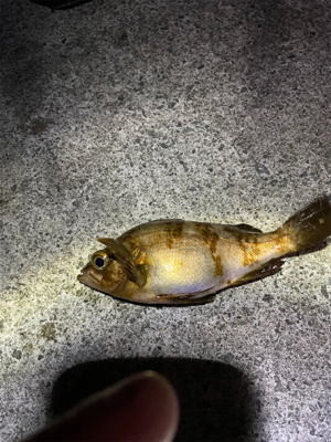 冬メバル&ガシラ