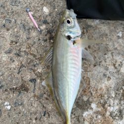 アジ自己新記録!