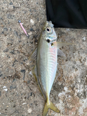 アジ自己新記録!