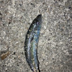 なんとかアジゲット