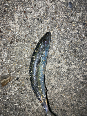 なんとかアジゲット