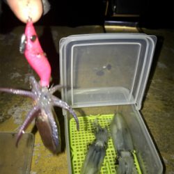 ヒイカはタイミング?σ(^_^;)