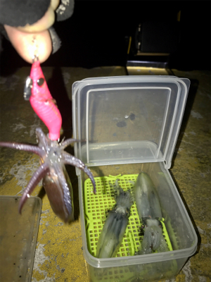 ヒイカはタイミング?σ(^_^;)