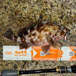 グッドサイズガシラ