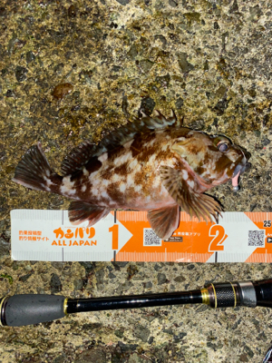 グッドサイズガシラ