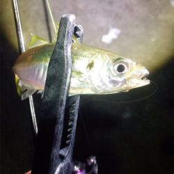 仕事終わりアジング