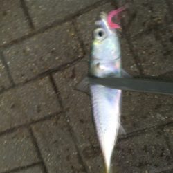 サバを避けつつ