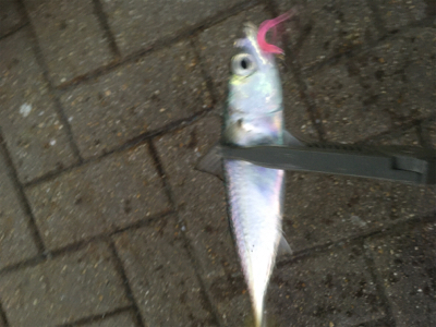 サバを避けつつ