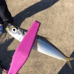 大阪湾奥でLSJとサビキ