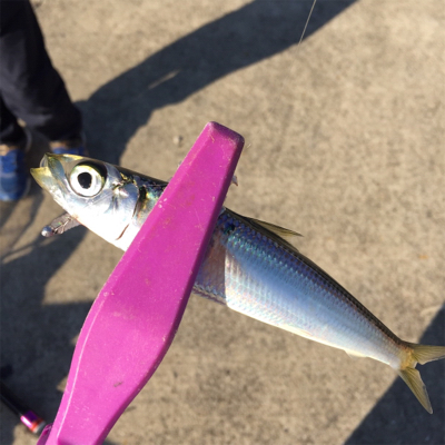 大阪湾奥でLSJとサビキ