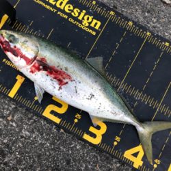 またまた武庫川一文字に