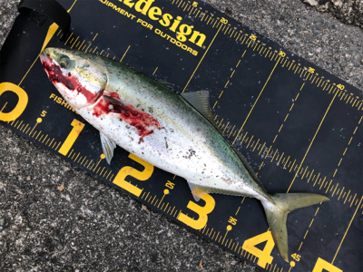 またまた武庫川一文字に