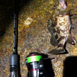 激シブ メバリング