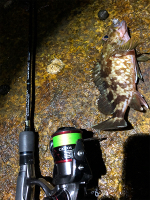 激シブ メバリング