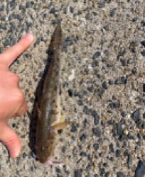 仕事帰りに唐津で釣行！