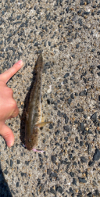 仕事帰りに唐津で釣行！