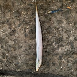 太刀魚　かます