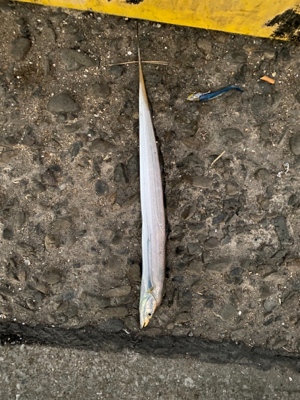 太刀魚　かます