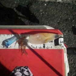 アジング練習 235