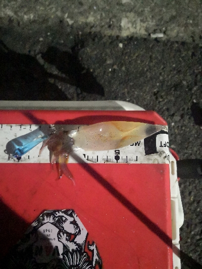 アジング練習 235