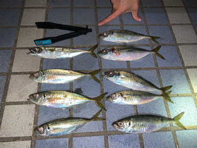 7ヶ月ぶりのアジング