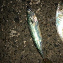 夕まずめにアジの回遊！