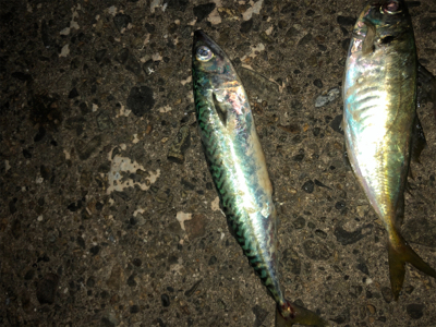 夕まずめにアジの回遊！