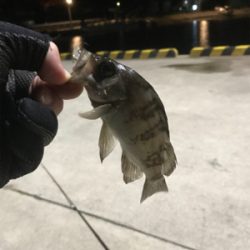 シーズンイン⁉︎