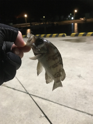 シーズンイン⁉︎