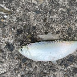 シーバスポイント探索がてらアジングへ