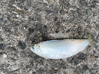 シーバスポイント探索がてらアジングへ