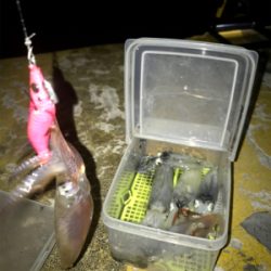 寒くてもヒイカ釣りσ(^_^;)