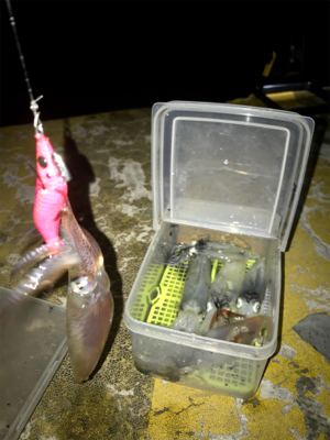 寒くてもヒイカ釣りσ(^_^;)